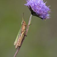 2009 (9) SEPTEMBER Lesser Marsh Grasshopper 